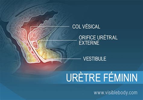 photo méat urinaire femme|Urètre de femme adulte